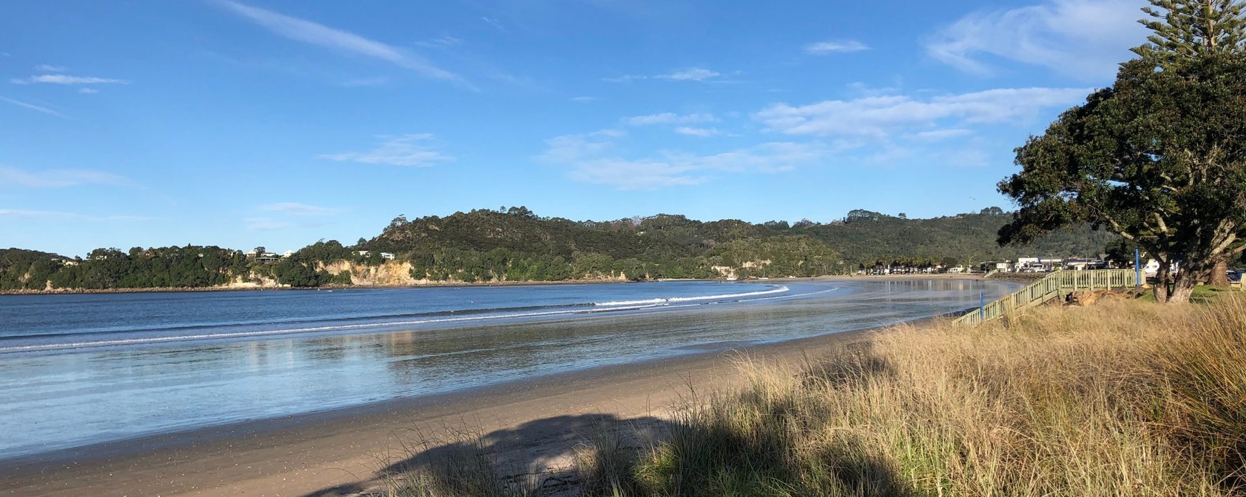 Buffalo Beach, Whitianga, on a calm morning with the Norfolk pine on the esplanade
